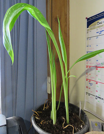 calla-lily