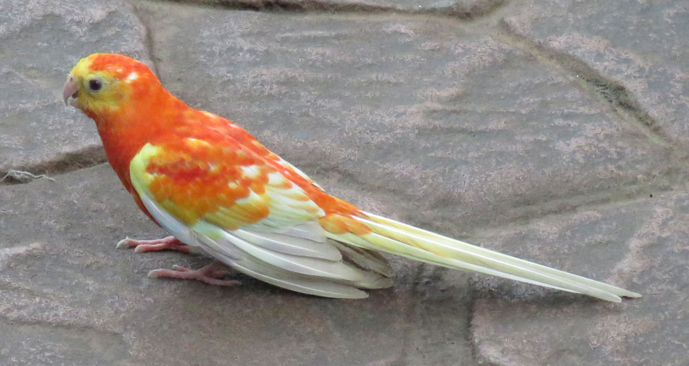 parakeet