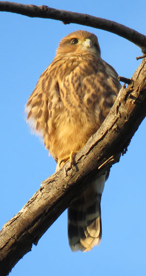 younghawk