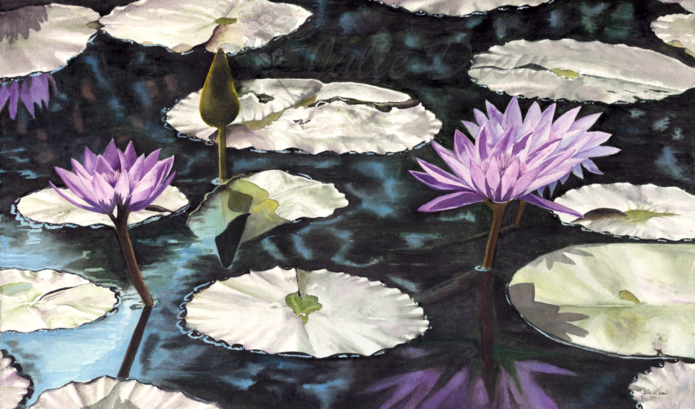 256water lilies1000w