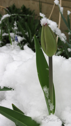 tulip snow