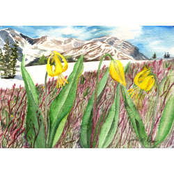 349snowlilies_1100w