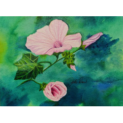 68rn05_summerpink-lavatera_wc_colorpencil_6x8in_birchpanel_1000w