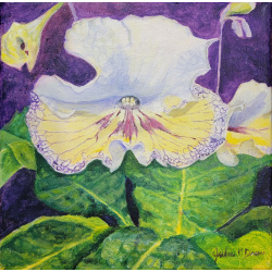 capeprimrose_1100w