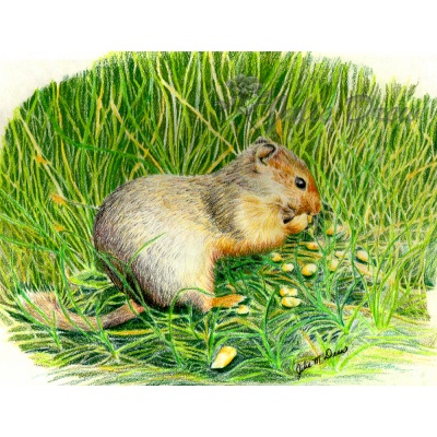 Snack Time on Mt. Howard - Original
