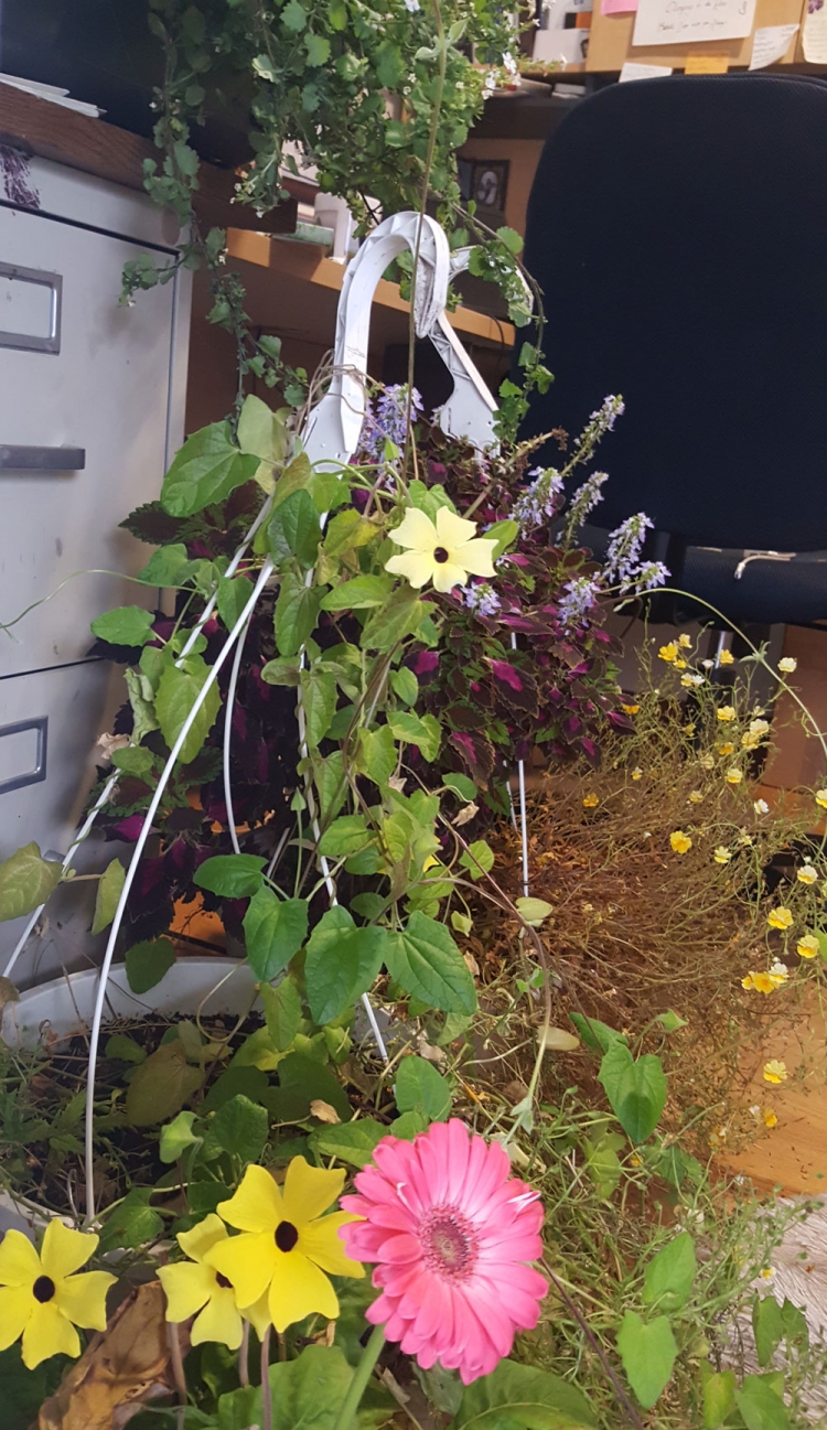 Flowers I brought indoors in September bloomed again.