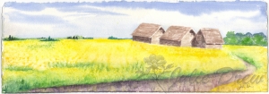 Canola Fields near Vegreville, AB