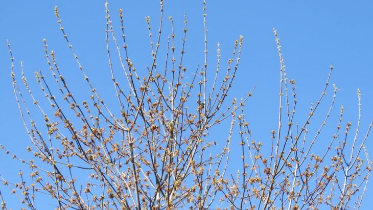 Tree buds in anticipation