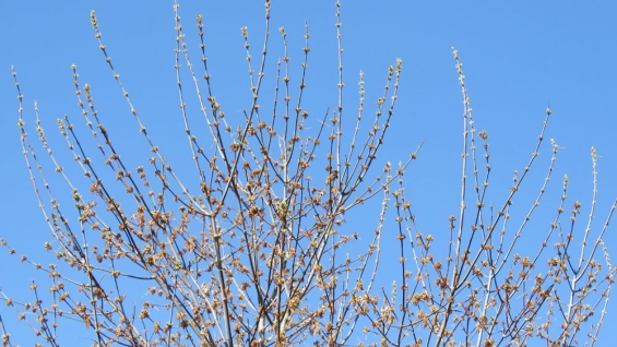 Tree buds in anticipation